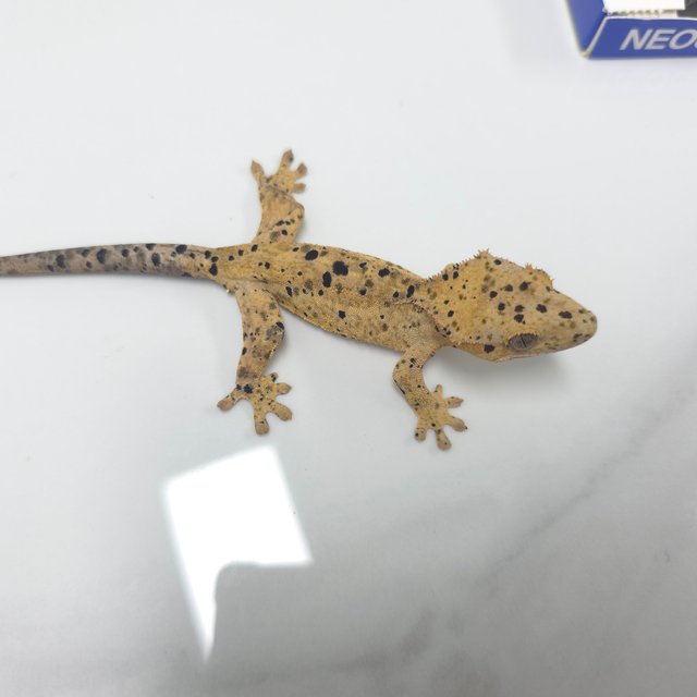 달마시안 슈퍼달마시안