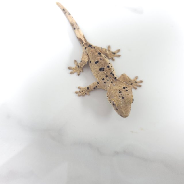 달마시안 슈퍼달마시안