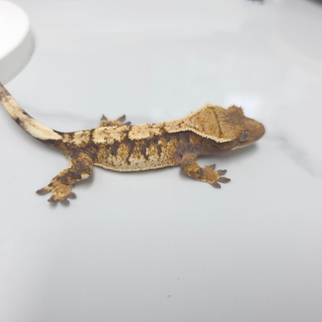 트라이 익스트림할리퀸 화이트핀