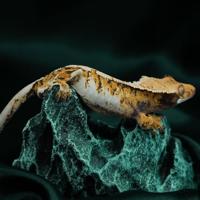 노멀 트라이 익스트림할리퀸 화이트핀 화이트크라운