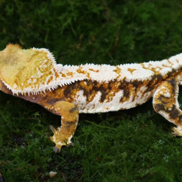 노멀 트라이 익스트림할리퀸 화이트핀 화이트크라운