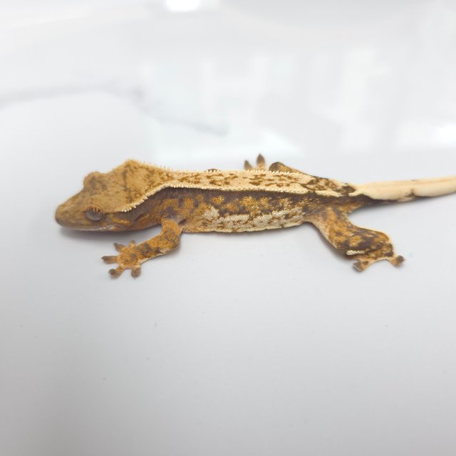 트라이 익스트림할리퀸 핀스트라이프 화이트핀 텐저린