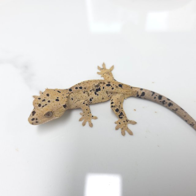 달마시안 슈퍼달마시안