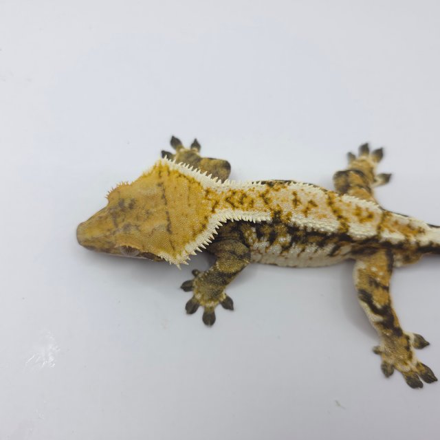 노멀 트라이 익스트림할리퀸 화이트핀 화이트크라운