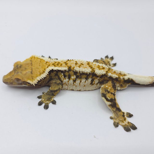 노멀 트라이 익스트림할리퀸 화이트핀 화이트크라운