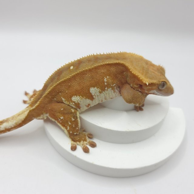 바이 레드 화이트포트홀