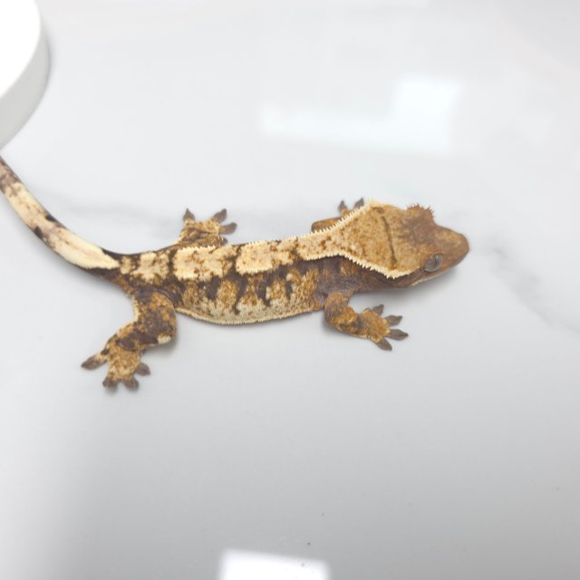 트라이 익스트림할리퀸 화이트핀