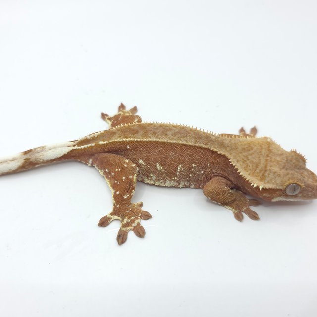 바이 레드 화이트포트홀