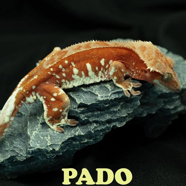 바이 노멀 화이트포트홀 레드