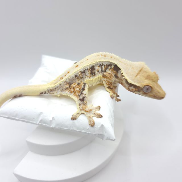 릴리화이트 트라이