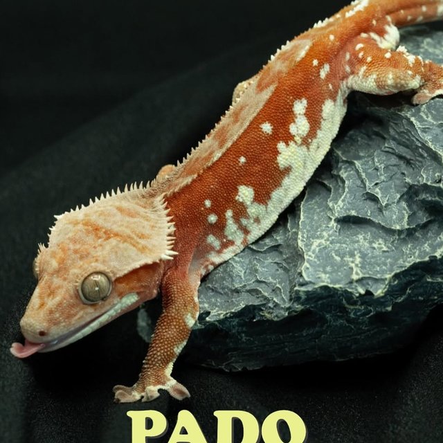 바이 노멀 화이트포트홀 레드