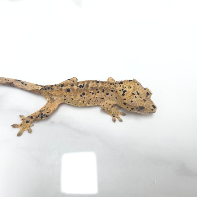 달마시안 슈퍼달마시안