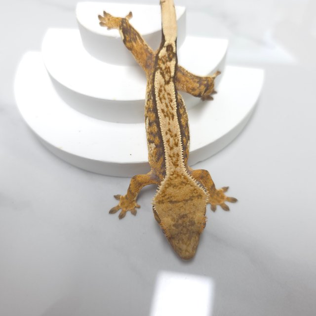 트라이 익스트림할리퀸 핀스트라이프 화이트핀 텐저린