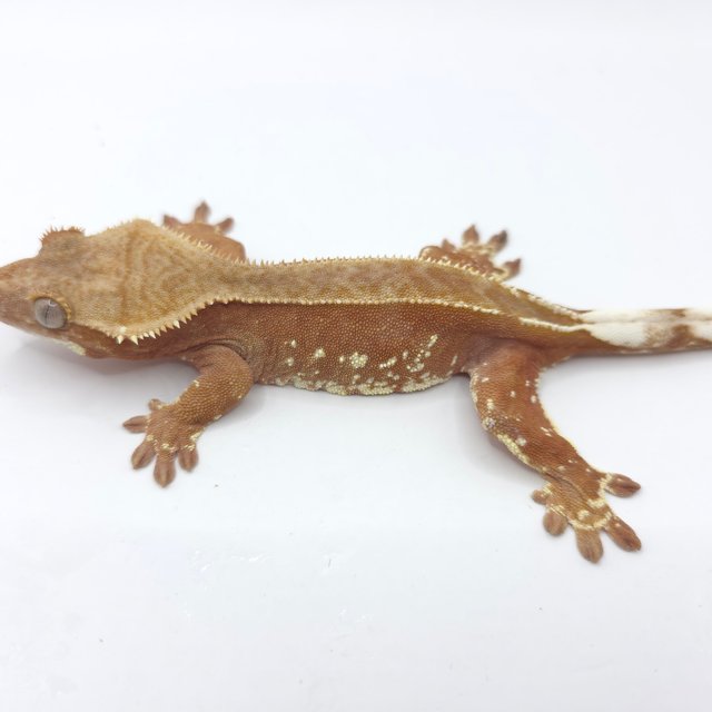 바이 레드 화이트포트홀