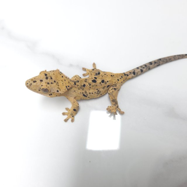 달마시안 슈퍼달마시안