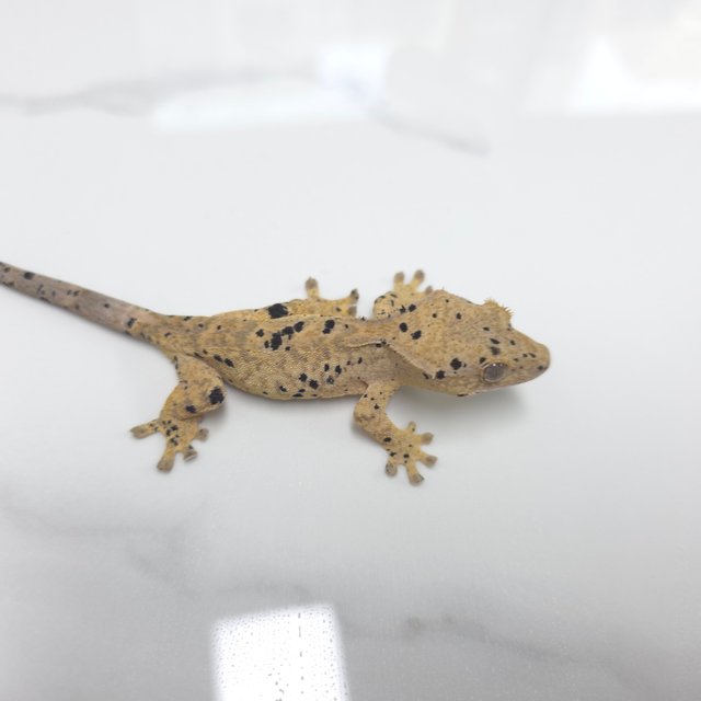 달마시안 슈퍼달마시안