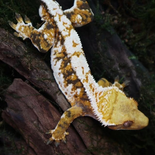 노멀 트라이 익스트림할리퀸 화이트핀 화이트크라운