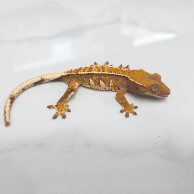 트라이 익스트림할리퀸 핀스트라이프 화이트핀