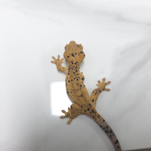 달마시안 슈퍼달마시안