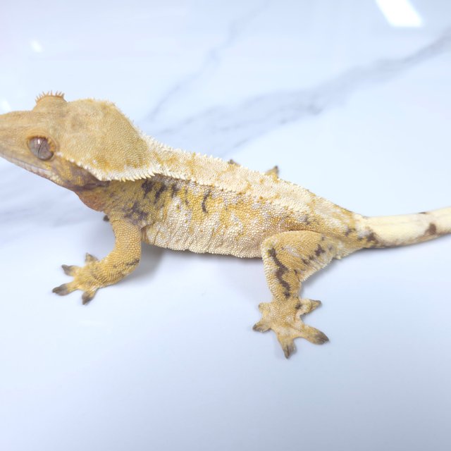 노멀 트라이 익스트림할리퀸 화이트크라운