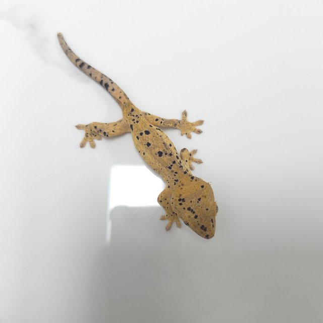 달마시안 슈퍼달마시안