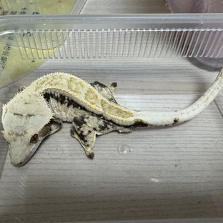 노멀 트라이