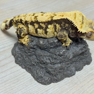 노멀 트라이 익스트림할리퀸