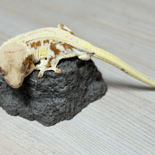 릴리화이트 크림