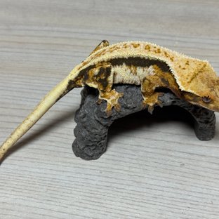 릴리화이트 트라이