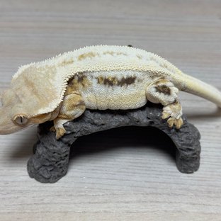 릴리화이트 트라이