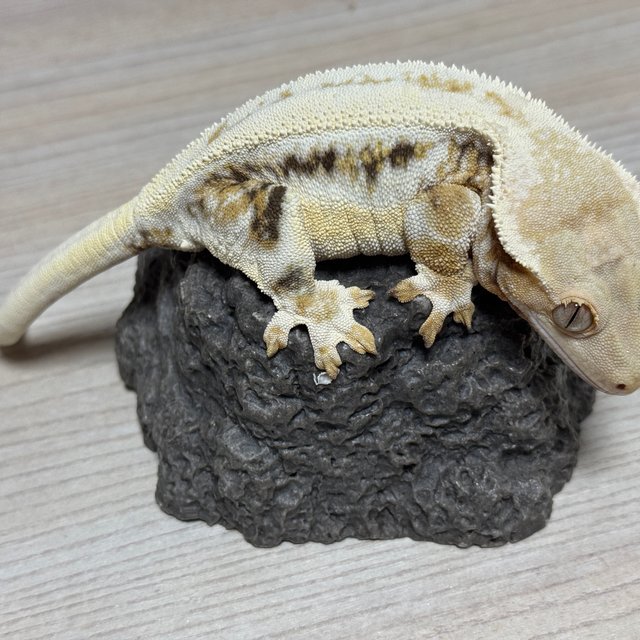 릴리화이트 트라이