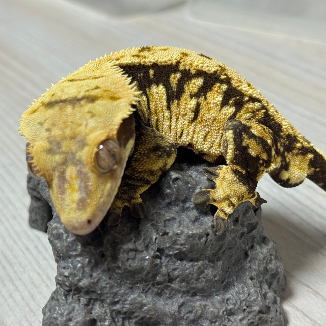 노멀 트라이 익스트림할리퀸