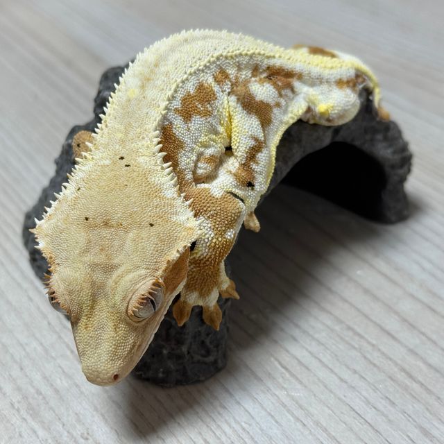 릴리화이트 크림