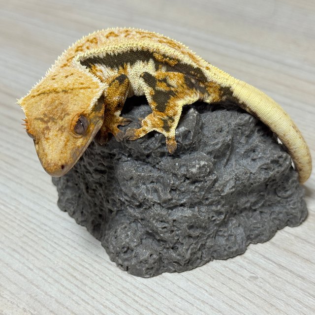 릴리화이트 트라이