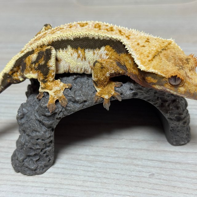 릴리화이트 트라이