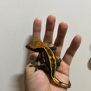 풀핀 오닉스 엠티백