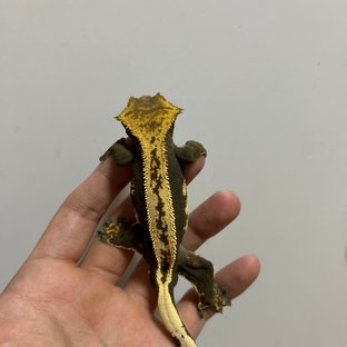 풀핀 슈퍼스트라이프 엠티백 오닉스