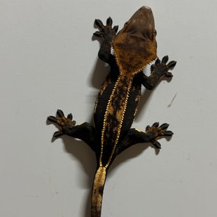 풀핀 오닉스 엠티백