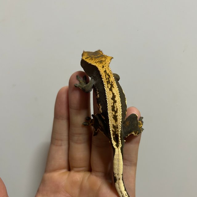 풀핀 슈퍼스트라이프 엠티백 오닉스