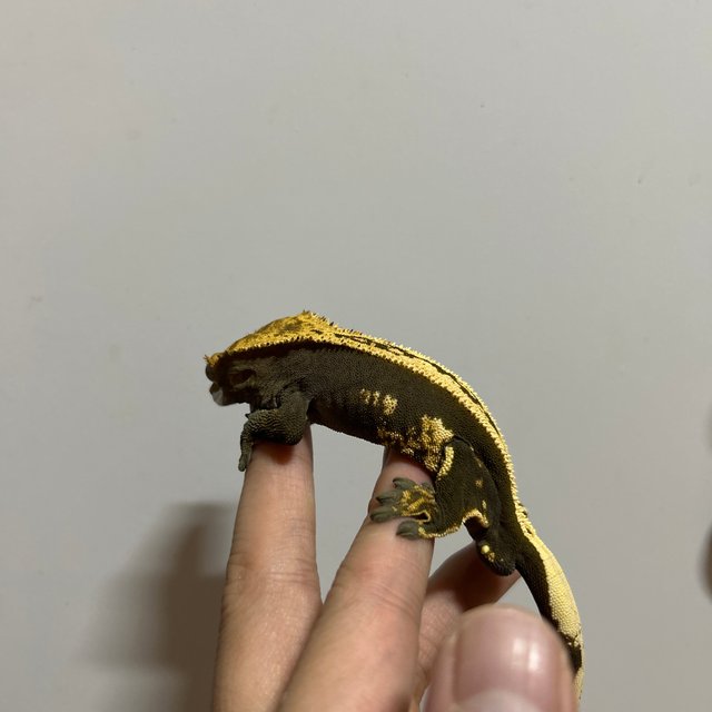 풀핀 슈퍼스트라이프 엠티백 오닉스