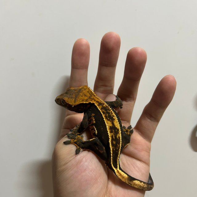 풀핀 오닉스 엠티백