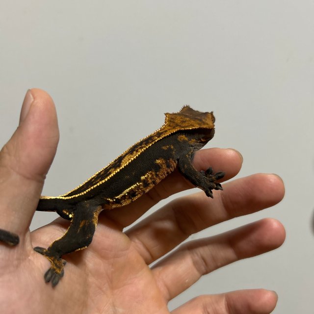 풀핀 오닉스 엠티백