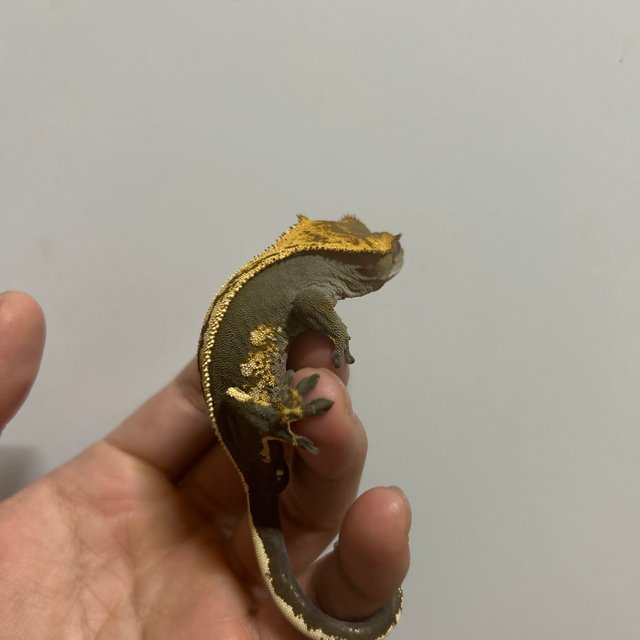 풀핀 슈퍼스트라이프 엠티백 오닉스