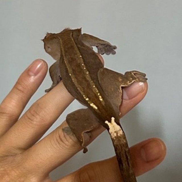 다크 슈퍼스트라이프 카푸치노