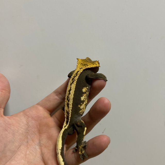 풀핀 슈퍼스트라이프 엠티백 오닉스