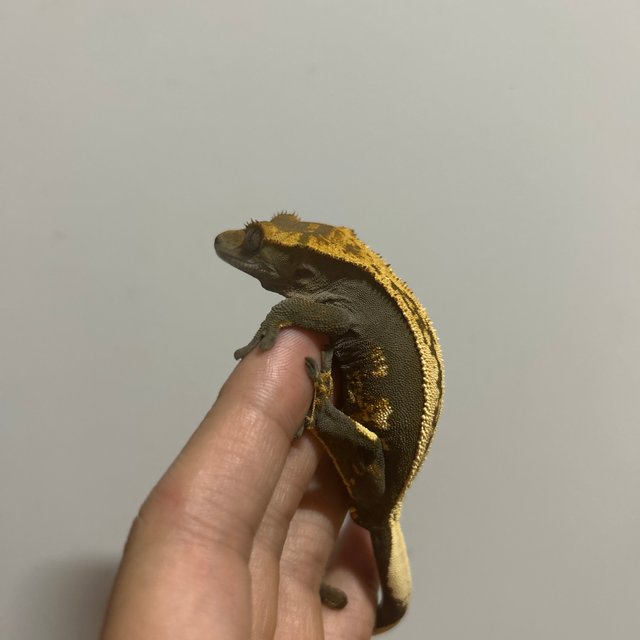 풀핀 슈퍼스트라이프 엠티백 오닉스