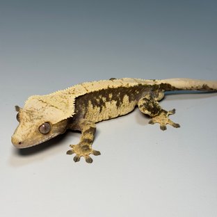 100%헷아잔틱 화이트