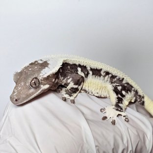 릴잔틱 100%헷아잔틱 세이블 아잔틱 릴리 세이블 릴리100%헷아잔틱