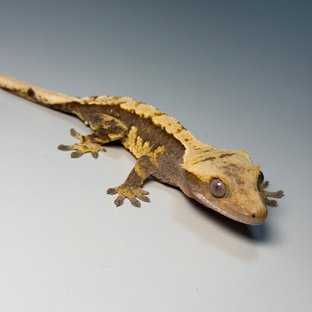 100%헷아잔틱 화이트