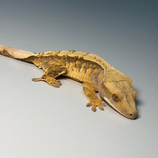 100%헷아잔틱 화이트